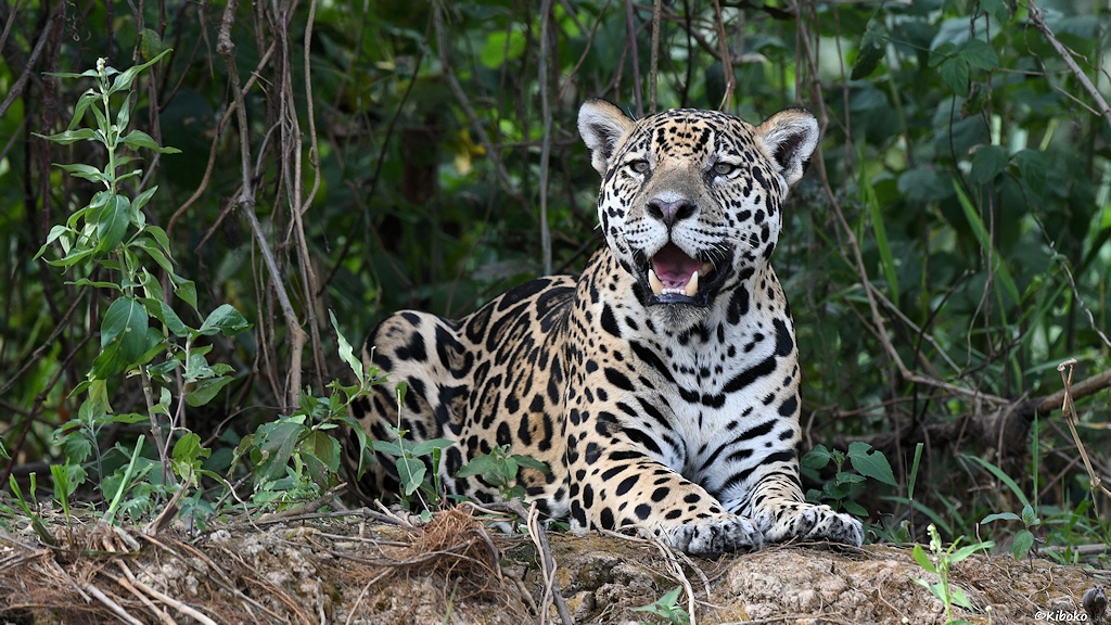 Liegender Jaguar auf dem Steilufer