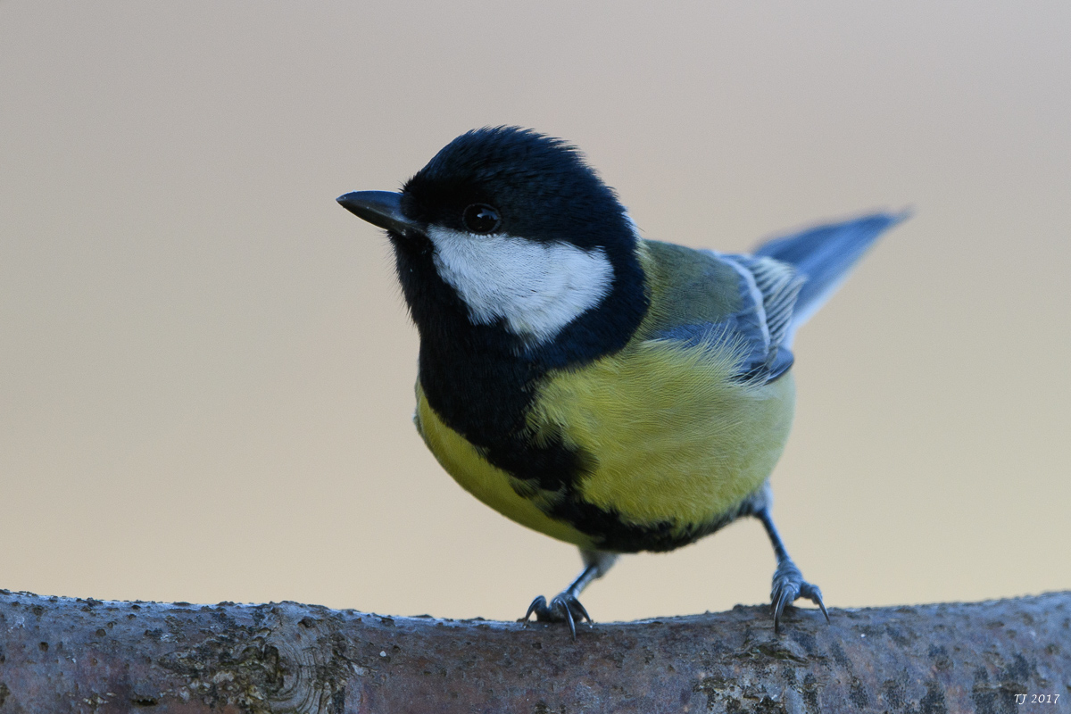 DSC_0555.jpg