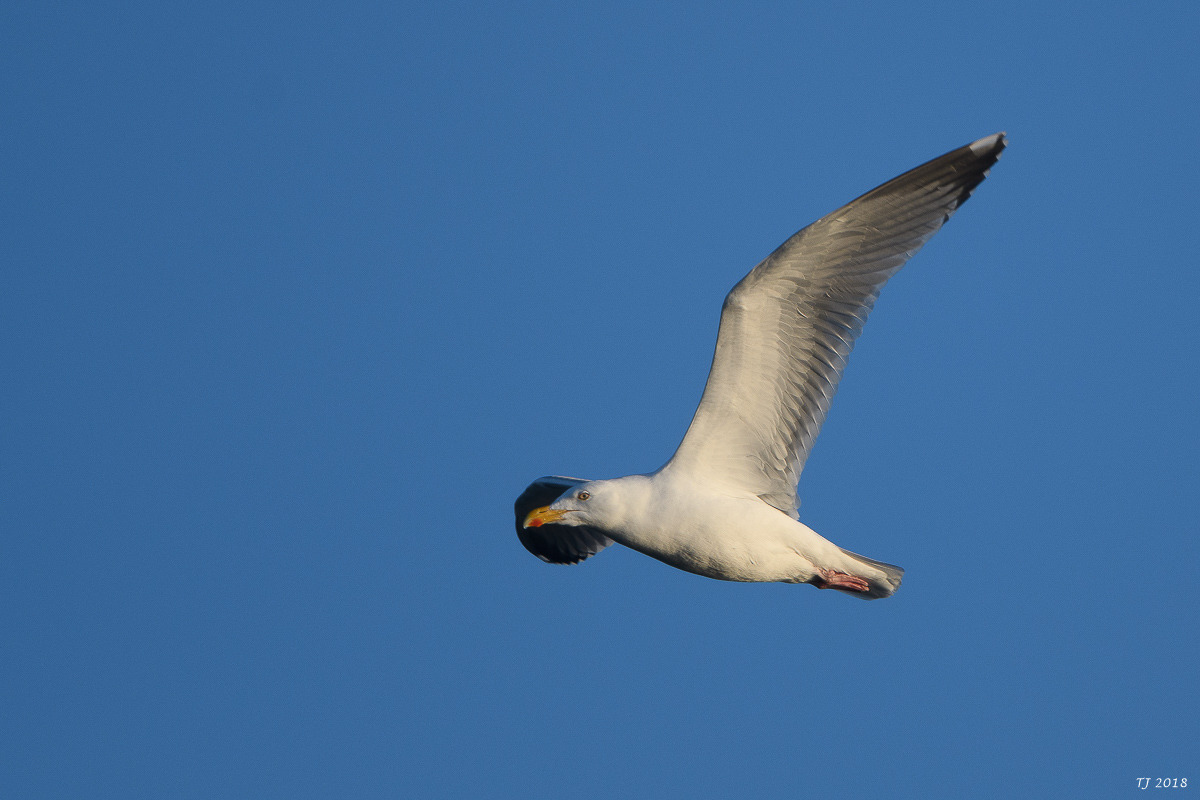 DSC_4179.jpg