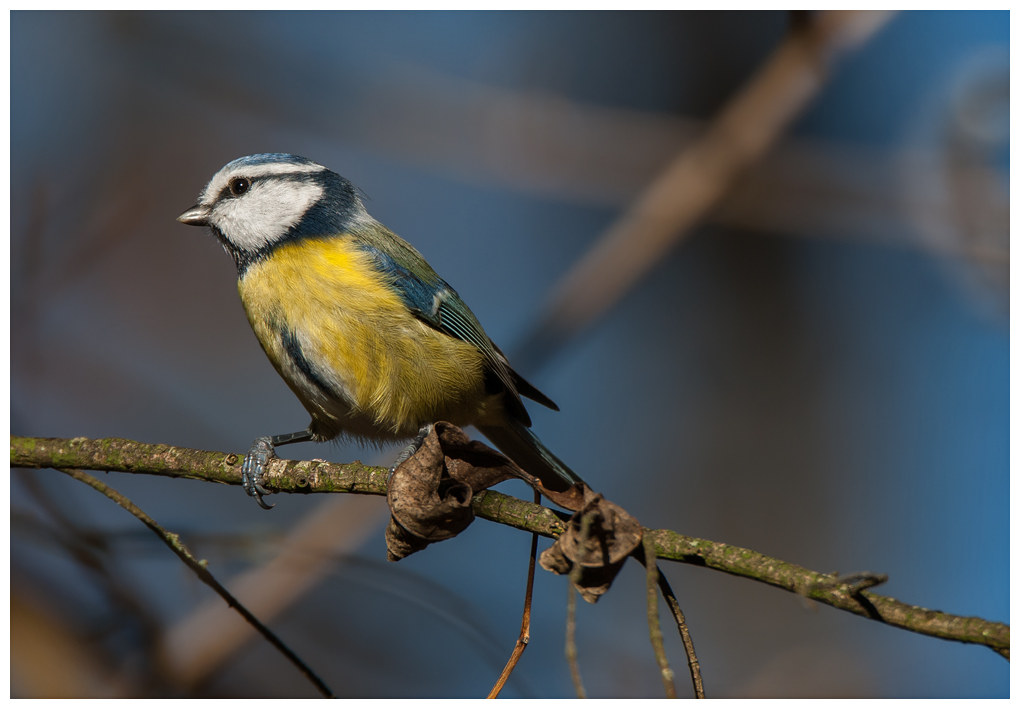 Blaumeise062.jpg