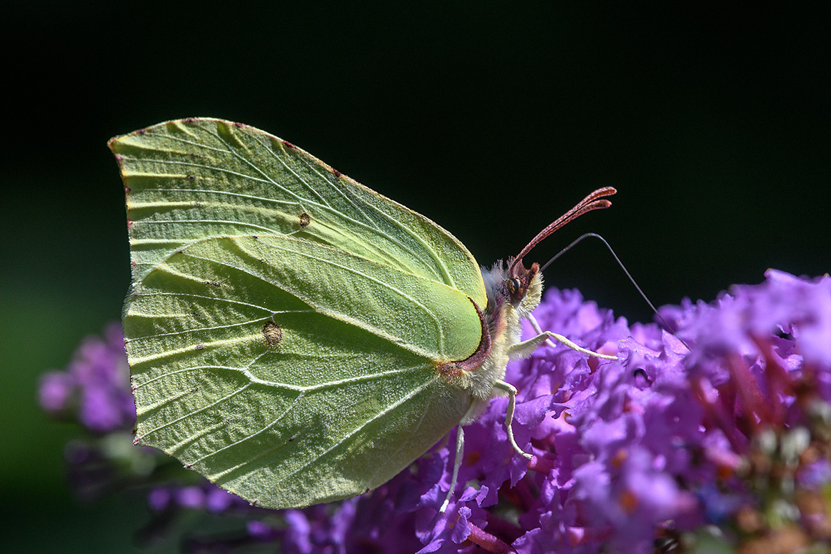 20180716_D500_1622NF.jpg