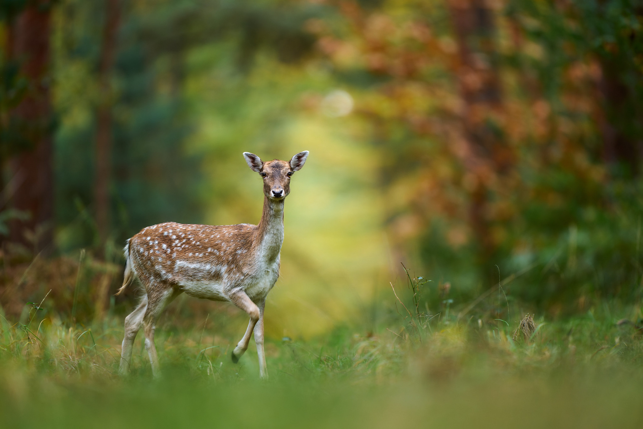 DSC_4706-dng_DxO_DeepPRIME-X4.jpg