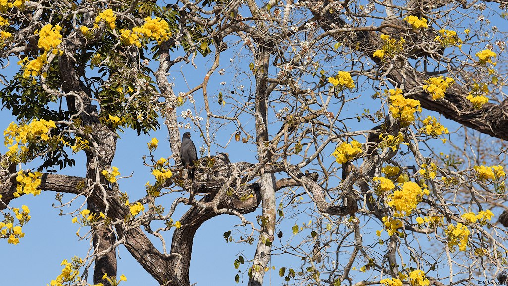 Grauer Vogel sitzt in einem Baum mit gelben Blüten.