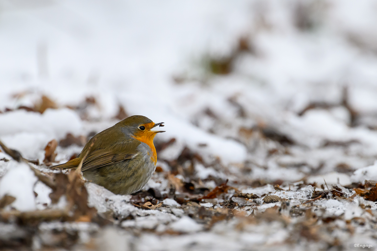 DSC_2309.jpg