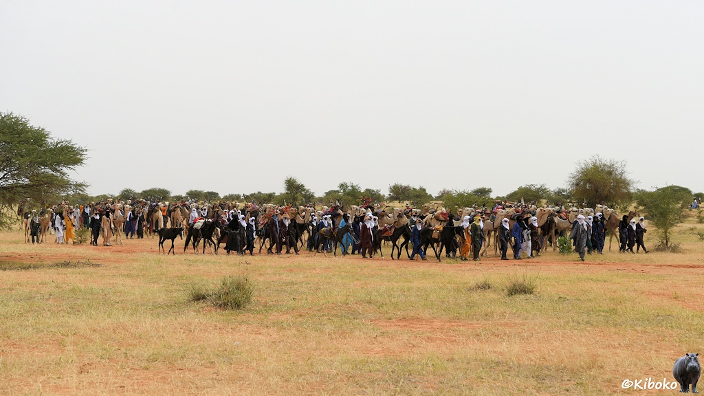 Das Bild zeigt eine Gruppe von ca. 100 Männer in bunten Gewändern mit weißen oder schwarzen Turbanen. Sie laufen vor ihren Dormedaren bzw. schwarzen Pferden durch eine Savannenlandschaft.