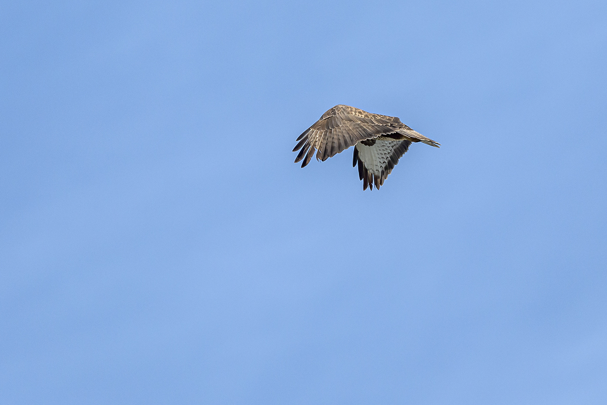 20201009_ND5_1090NF.jpg
