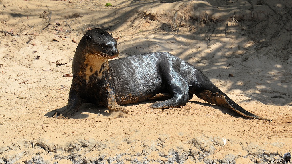 Riesenotter steht oben auf dem Steilufer