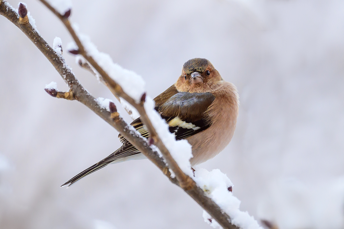 20201229_NZ6_3915NF.jpg