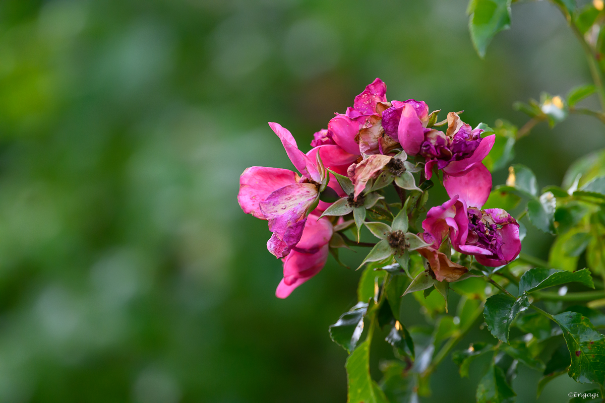 DSC_2987.jpg