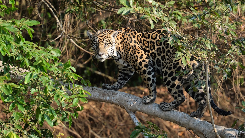 Jaguar steht auf dem Baumstamm und blickt zurück