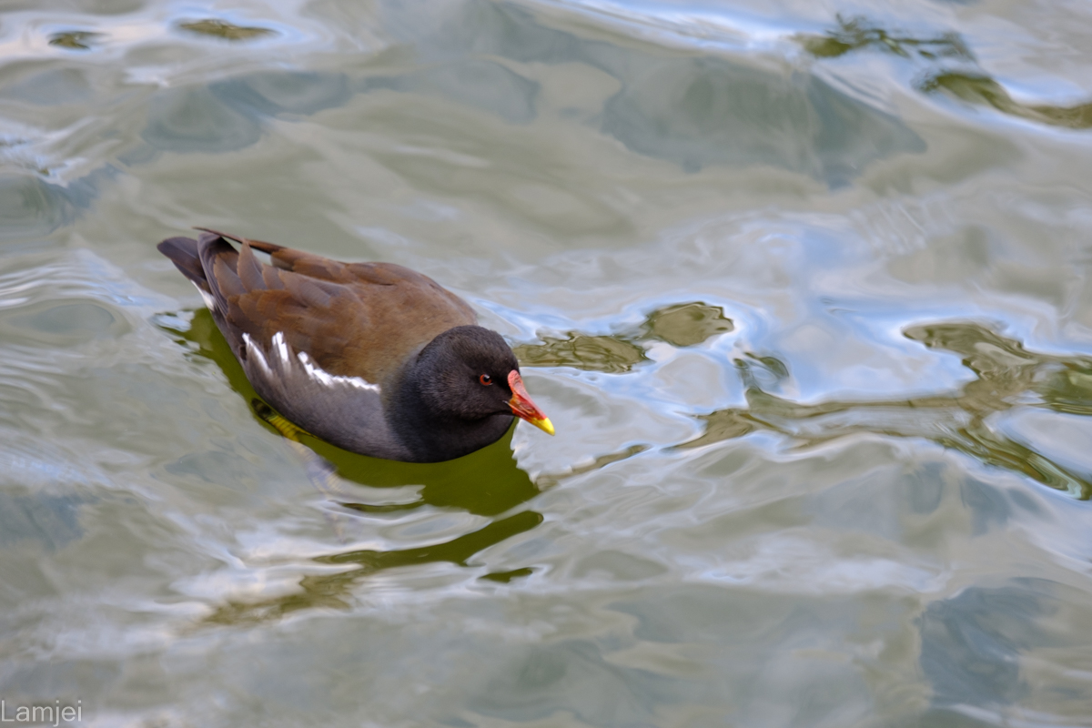DSCF9030.jpg