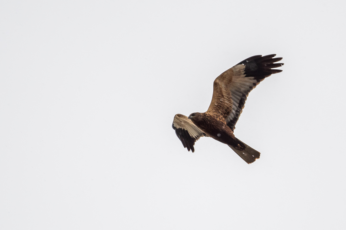 20220402_D500_0083NF.jpg