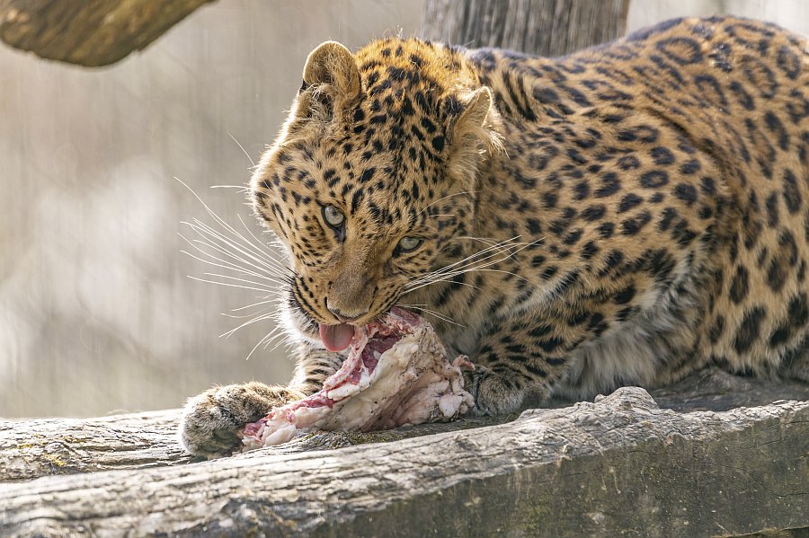 tierpark_haag23_20.jpg