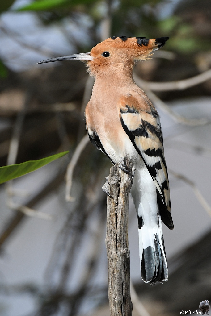 s710_Zakouma_Hoopoe_9508_h.jpg
