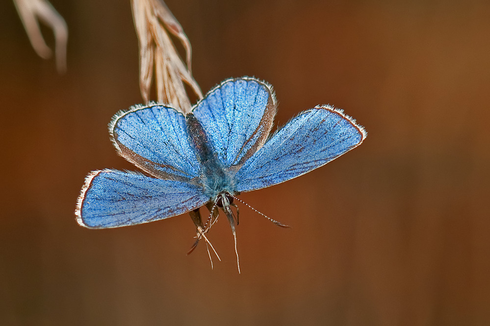 bellargus2.jpg