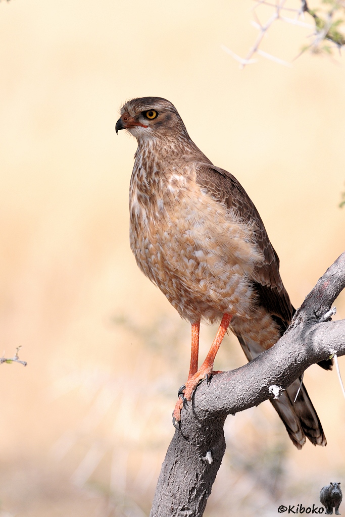 Eine brauner Raubvogel mit braun-weiß gesprenkelter Brust, orangen Füßen, gelben Augen und orange-schwarzer Hakennase sitzt auf einem Ast.