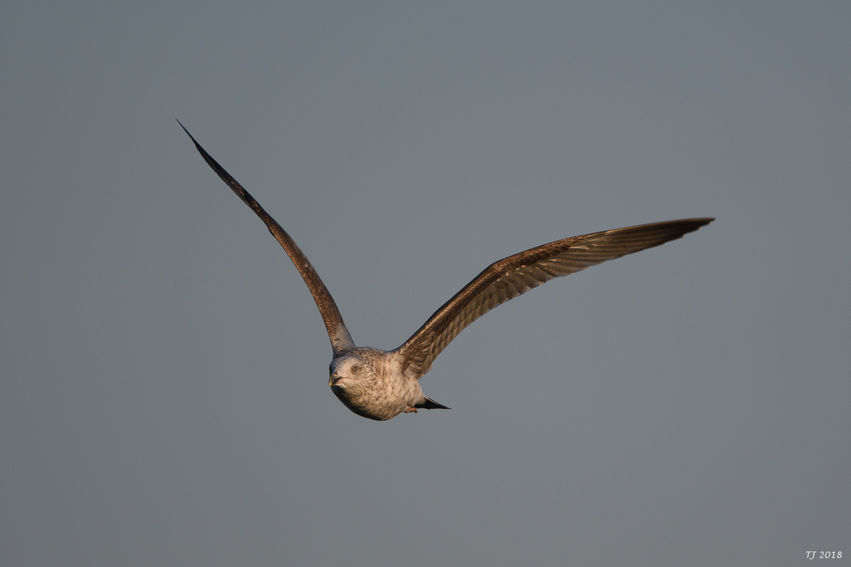 DSC_4332.jpg