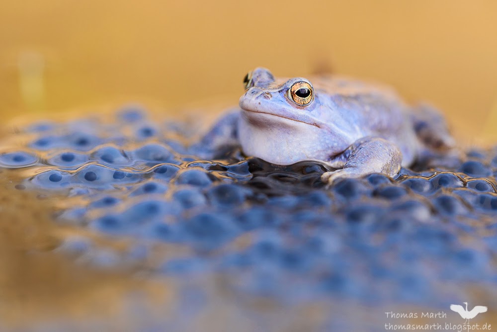 Moorfrosch-4167.jpg