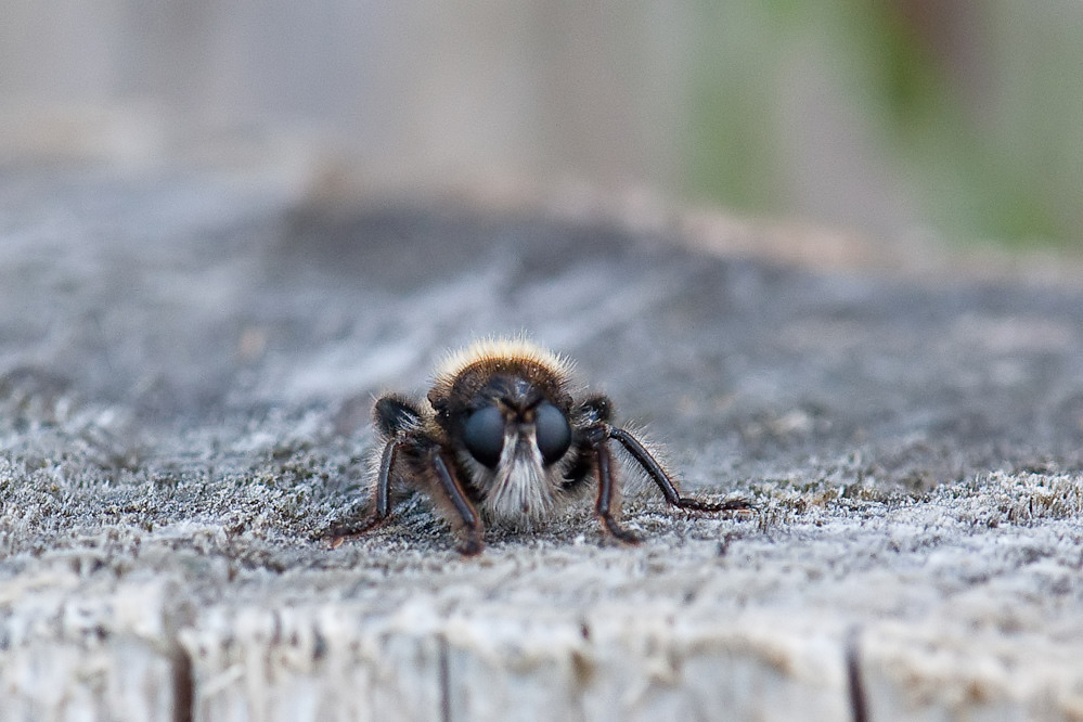 laphria3.jpg