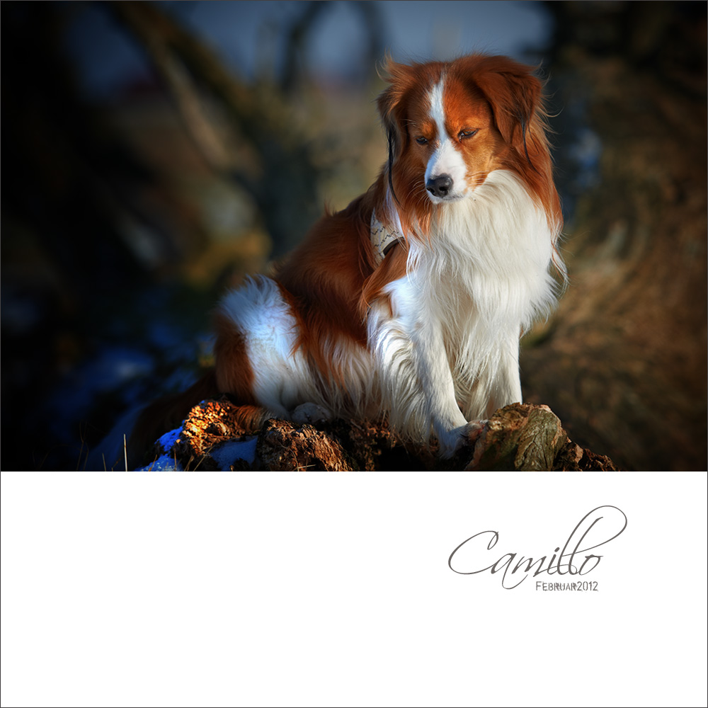 Camillo_8.jpg