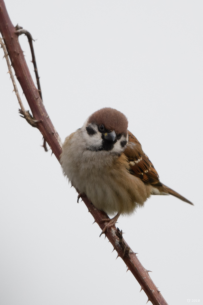 DSC_6791.jpg