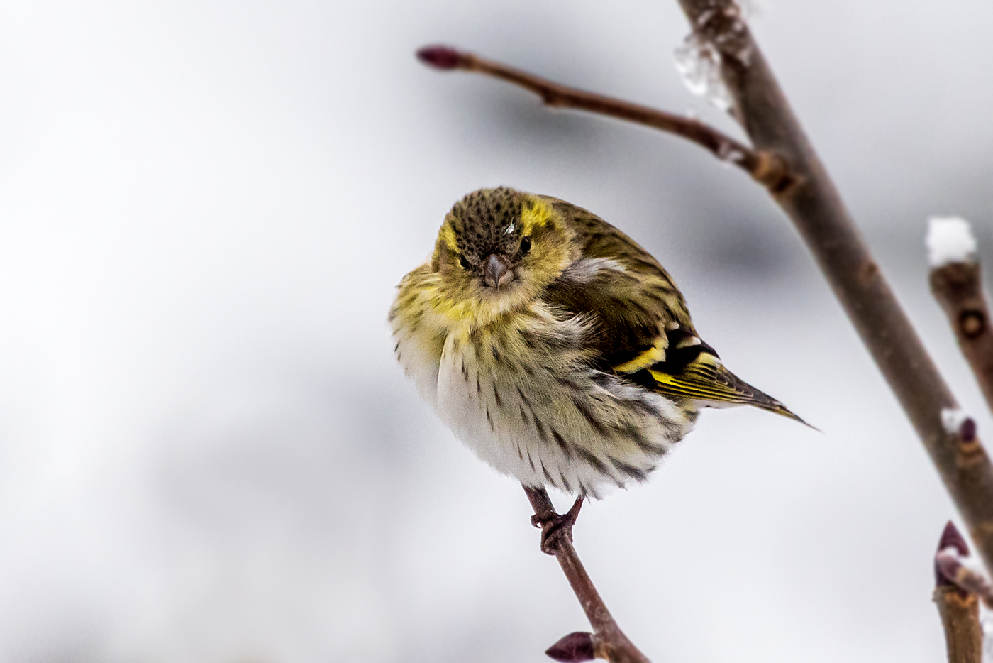 20190110_ND5_1011NF.jpg