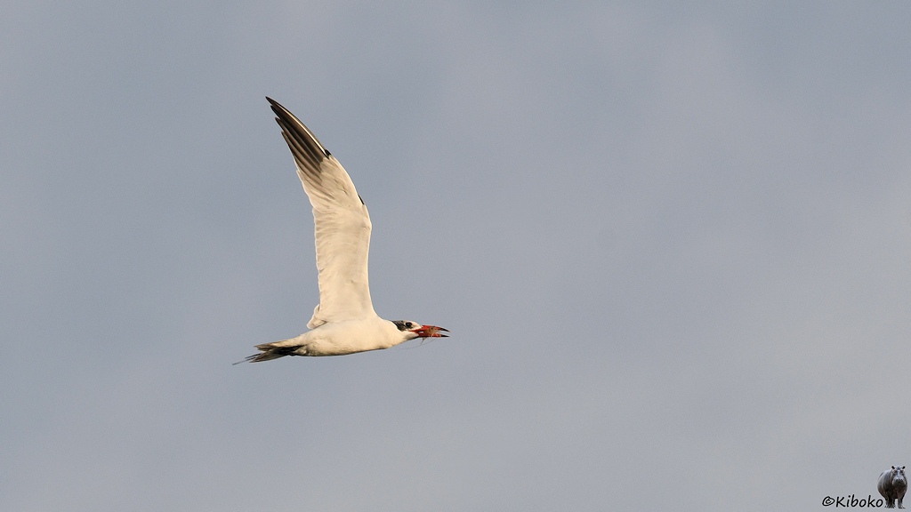 Das Bild zeigt einen schlangen weißen Vogel mit schwarzen Flügelfedern an der spitze und schwaren Schwanzfedern im flug. Der Vogel hat einen roten spitzen Schnabel. Darin ist eine Garnele.