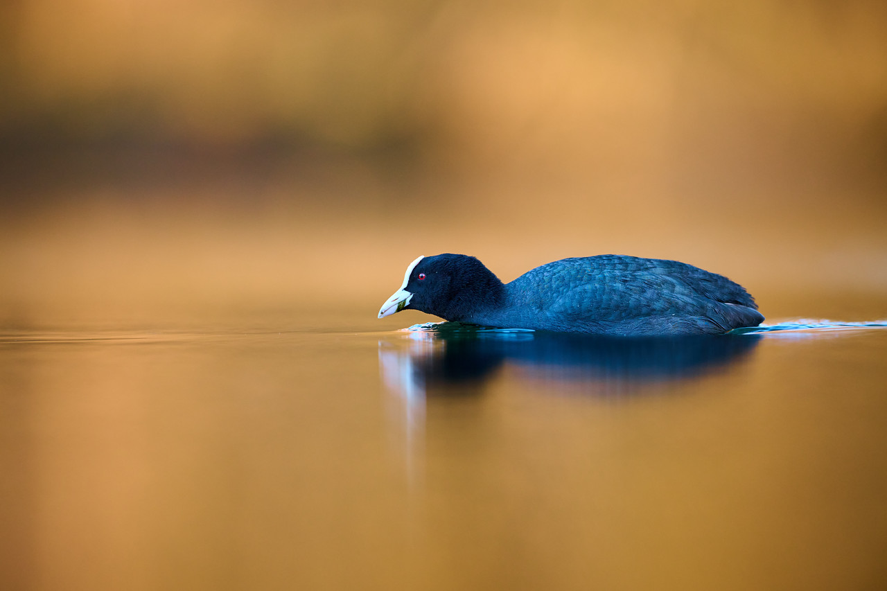 DSC_7414-X2.jpg