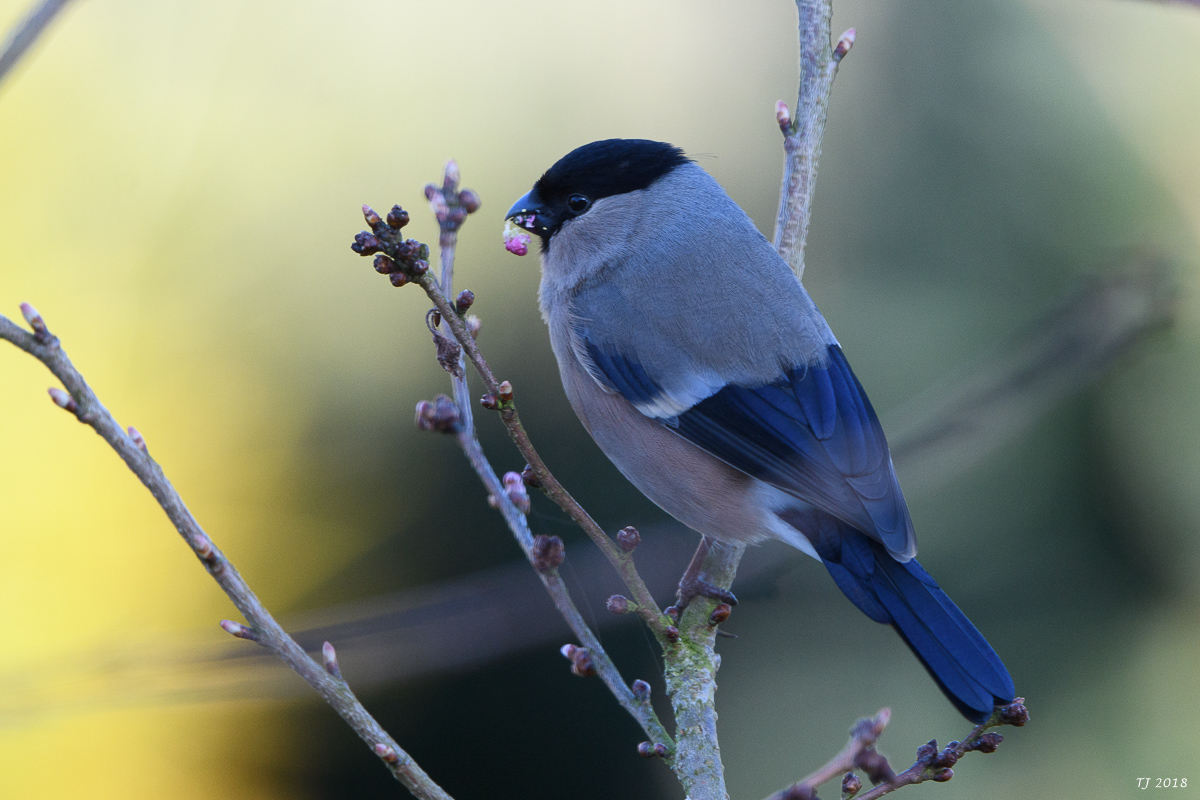 DSC_4857.jpg