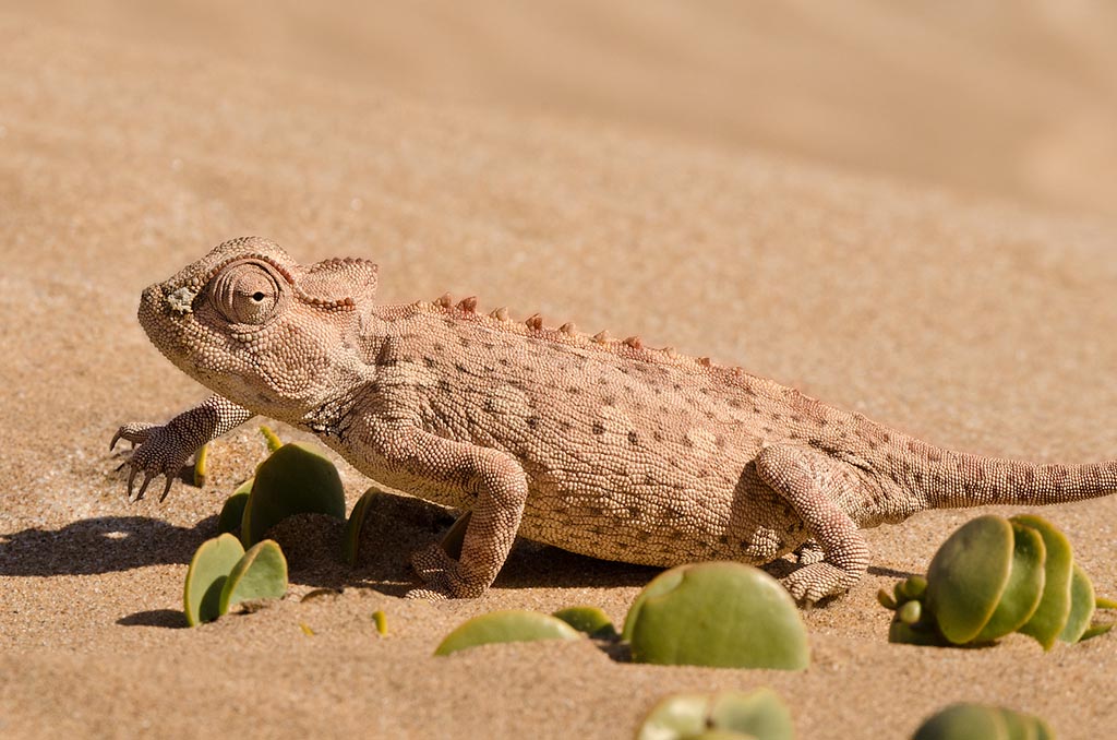 namibia_namaqua_chameleon_2.jpg
