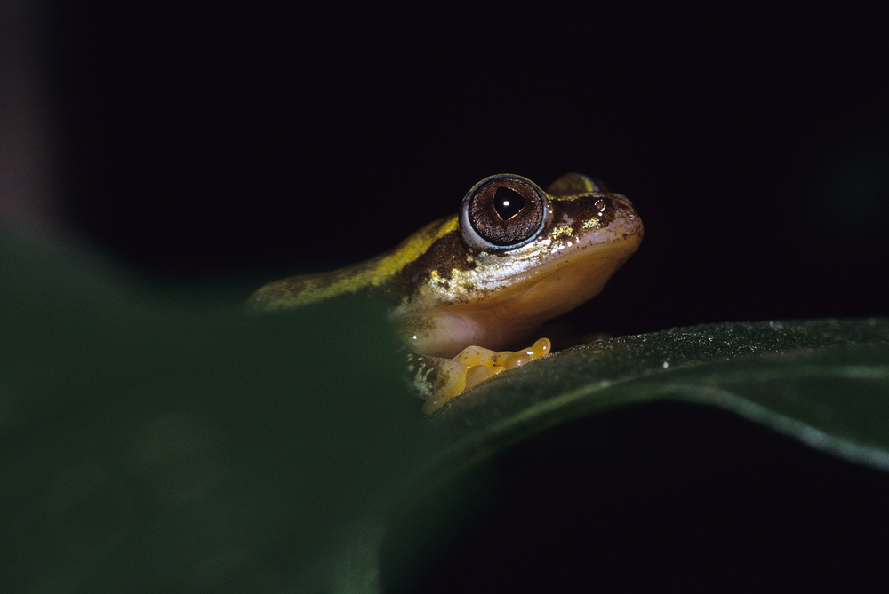 2000_heterixalus_sp_diaL000041.jpg