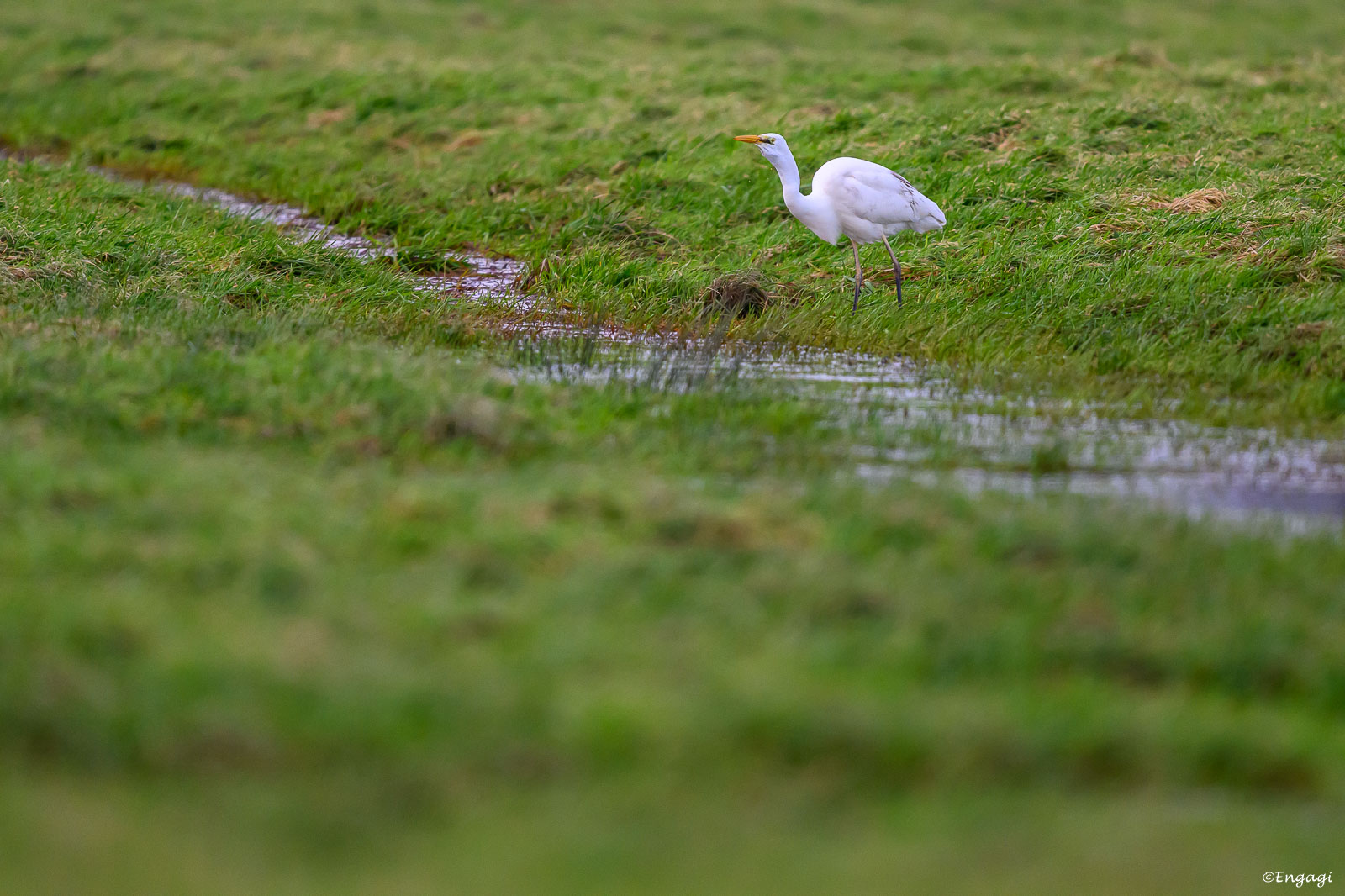 DSC_5255.jpg