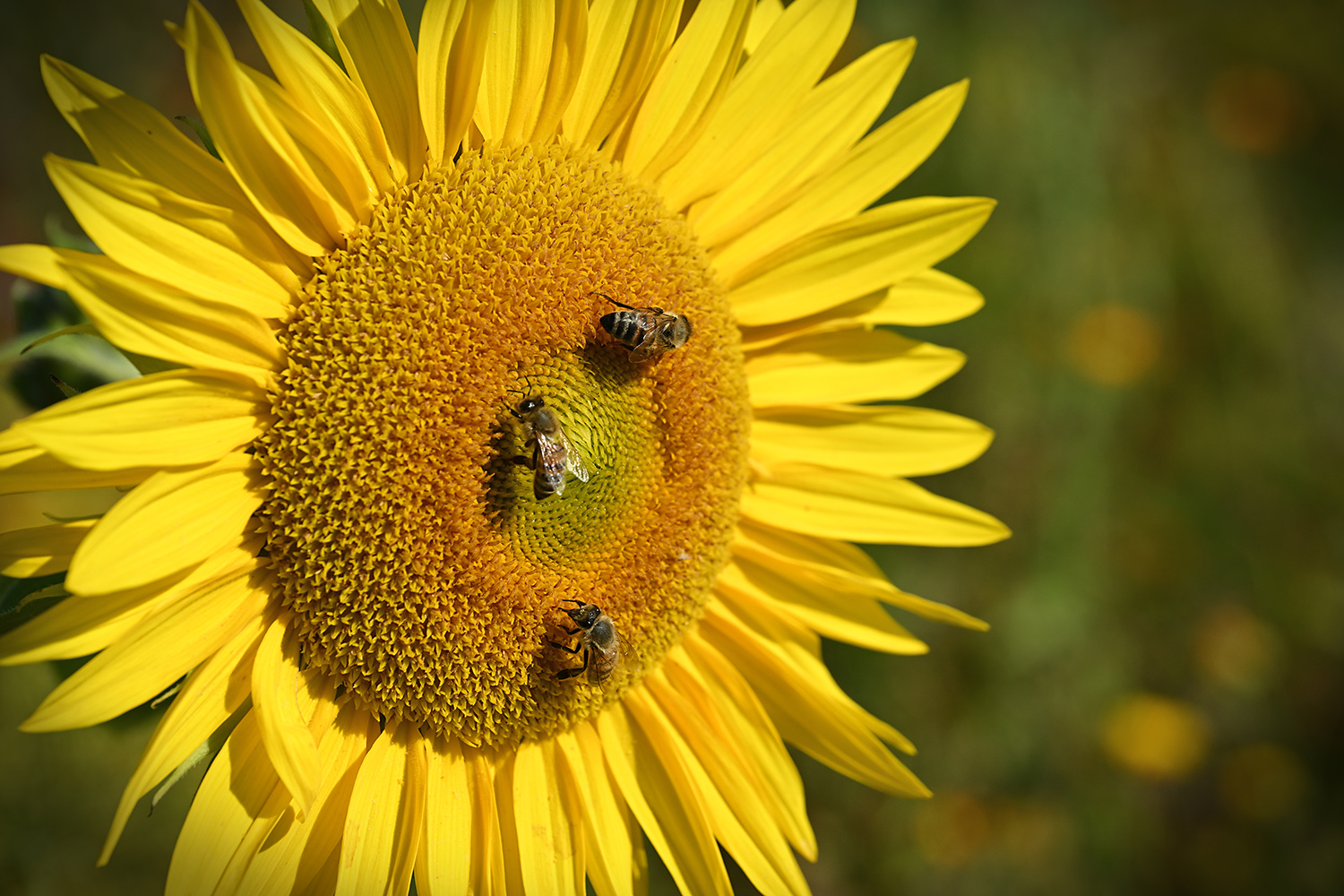 Sonnenblume-mit-drei-Bienen.jpg