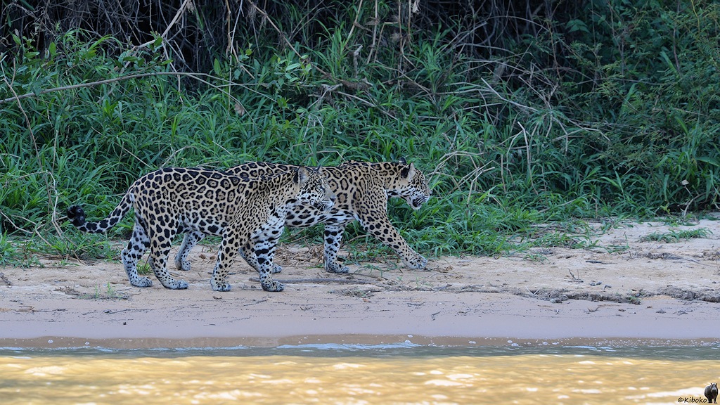 Zwei Jaguare laufen nebeneinander am Strand entlang
