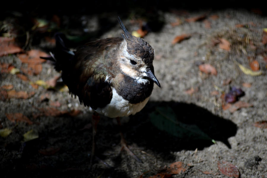 vanellus_vanellus_by_ancakaa-d95swqd.jpg