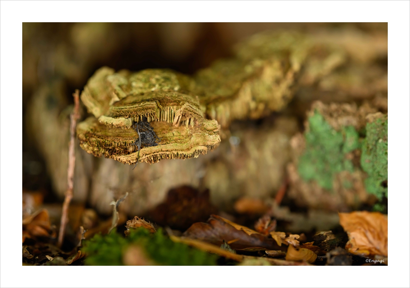 DSC_0623.jpg