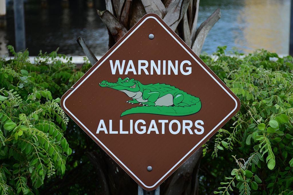 aligators.jpg