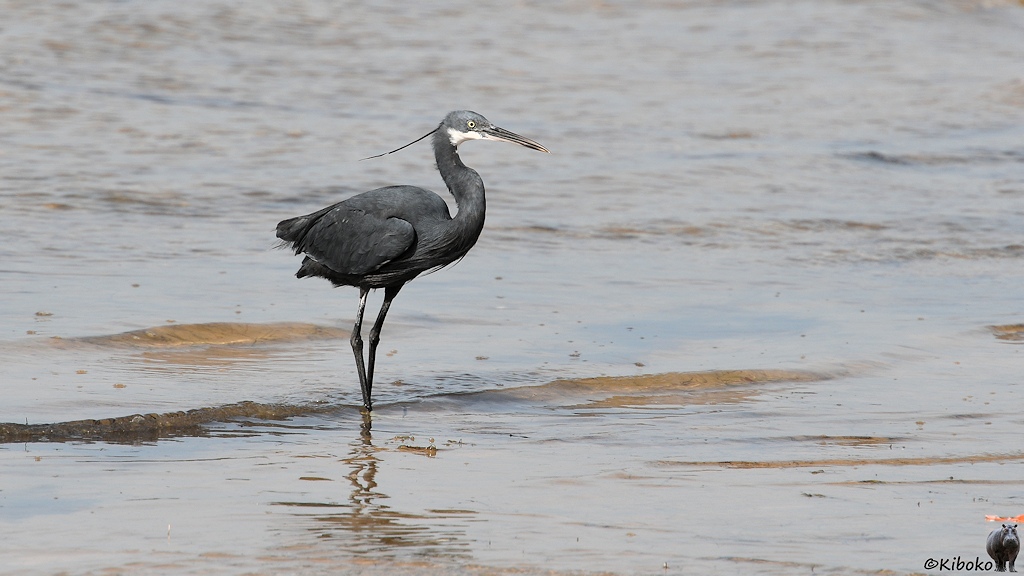 Das Bild zeigt einen dunkelgrauen Reiher mit weißer Kehle, schwarzen Beinen im flachen Wasser. Die gelben Füße sind nicht sichtbar.