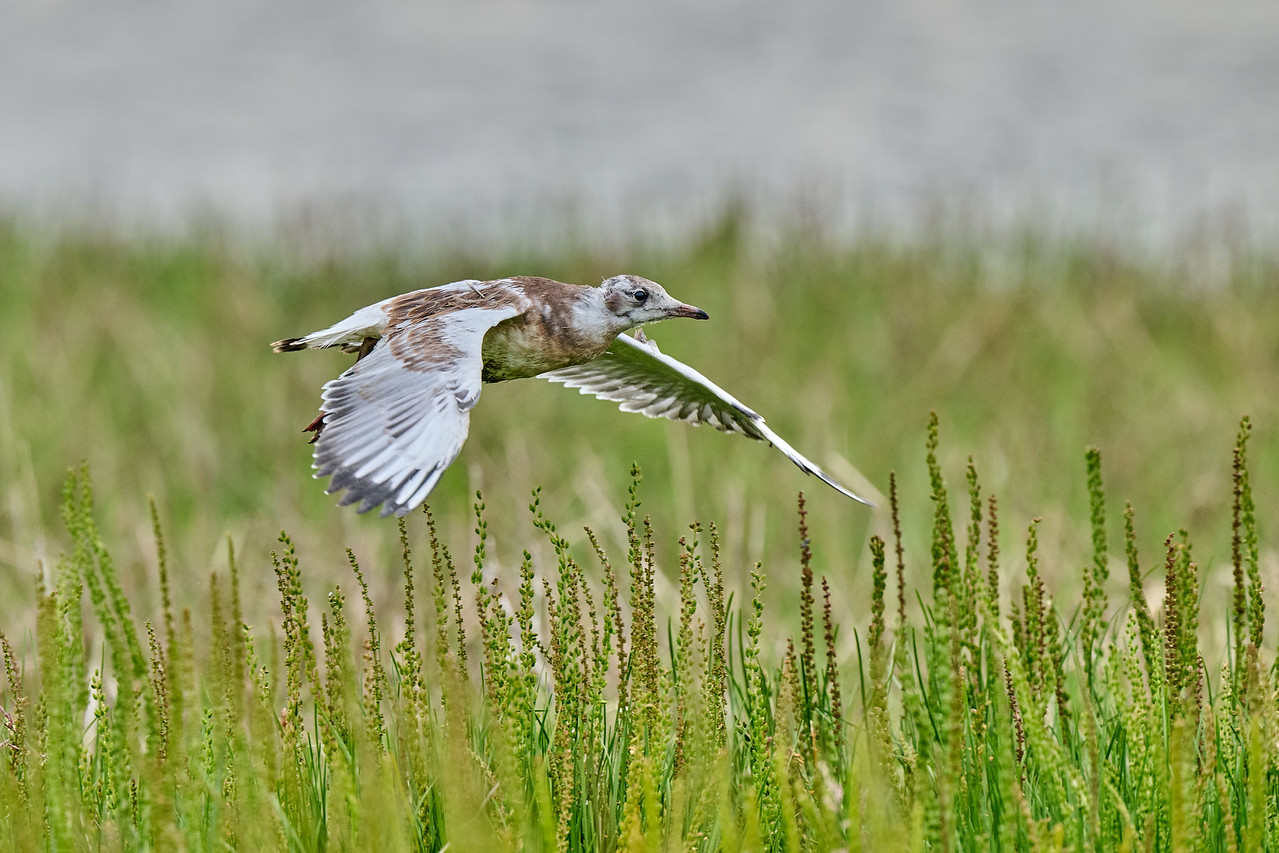 DSC_4756-X2.jpg