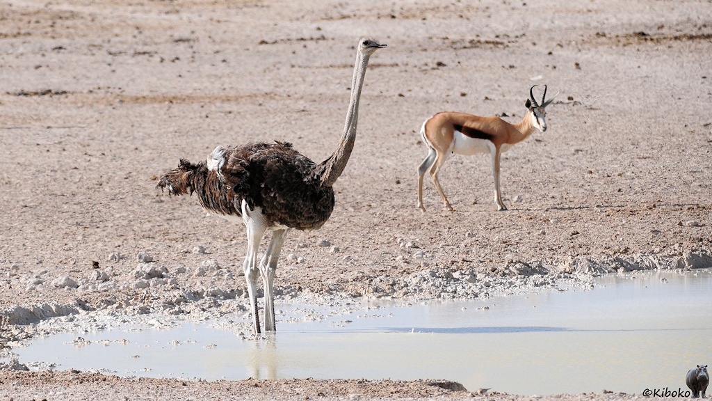 Ein Strauß steht wie angwurzelt im Morast eines Wasserlochs.
