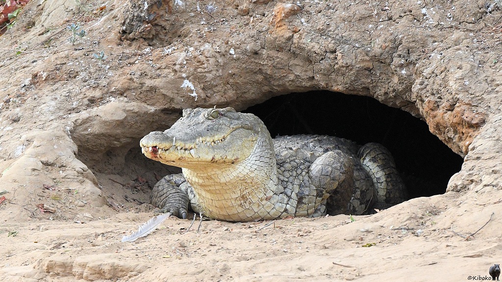 s508_Zakouma_Krokodil_7819.jpg
