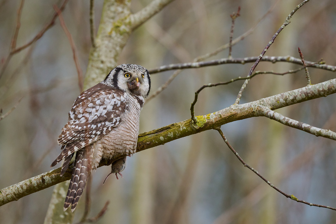 DSC_3281-X2.jpg