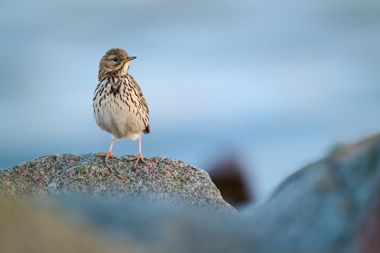 DSC_7031-X2.jpg