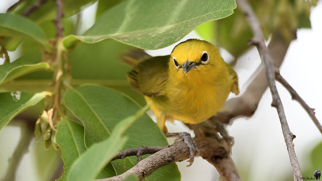 s550_Zakouma_YellowWhiteEye_8635.jpg