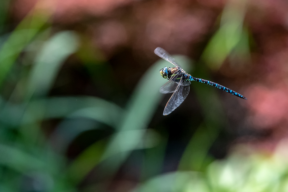 20180808_ND5_0628vNF.jpg