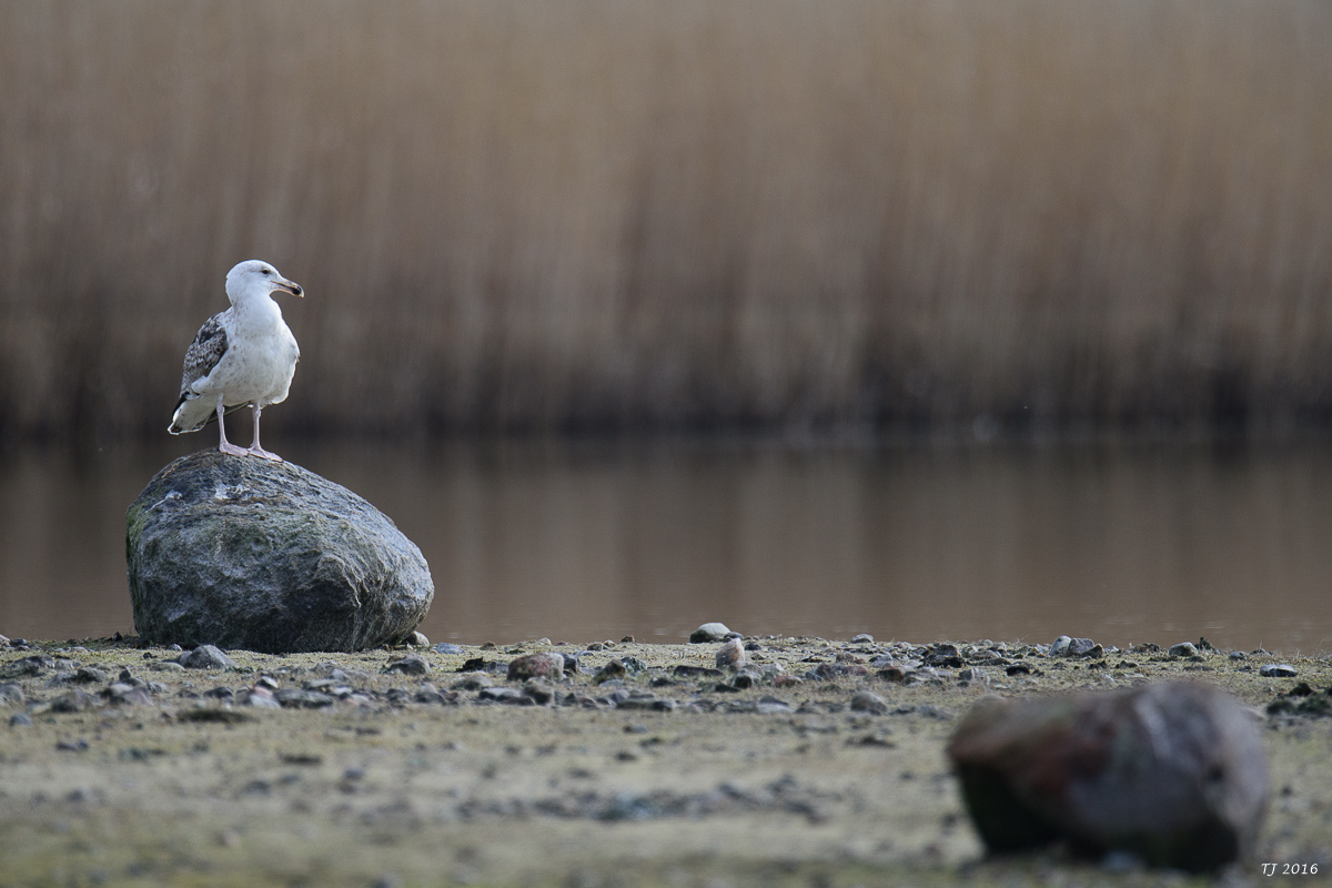 DSC_4627.jpg