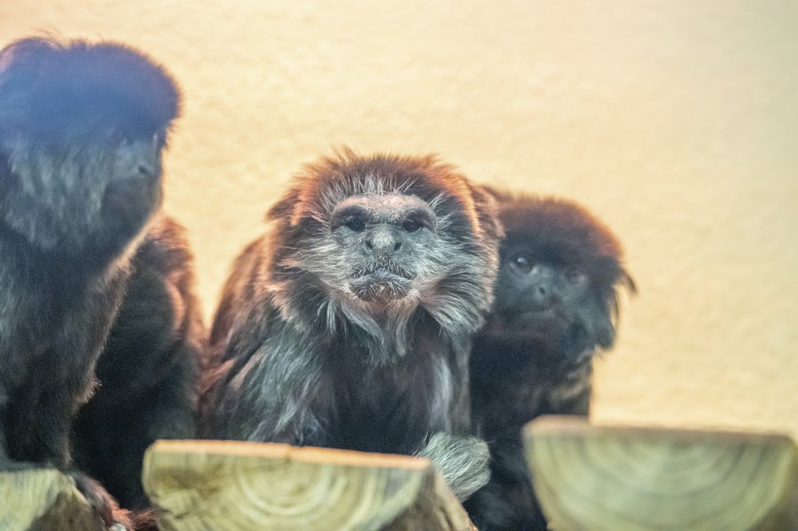 zoovienna24_15.jpg