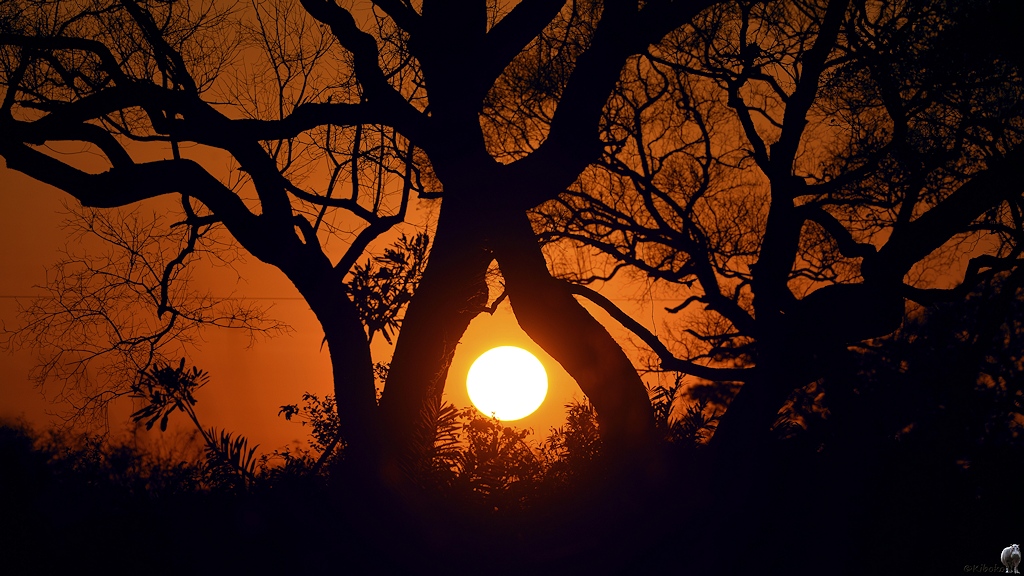Aufgehende Sonne zwischen zwei kreuzenden dicken Ästen