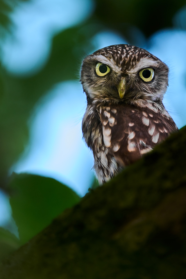 DSC_1022-X2.jpg