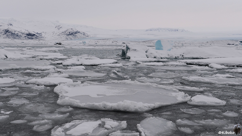 Das Bild zeigt das graue Wasser eines Gletschersees. Schneebedeckte Eisschollen schwimmen auf dem Wasser und werden durch dünnes Eis festgehalten. Ein Schneebedeckter, helltürkis leuchtender Gletschereisblock ist der Blickfang. Im Hintergrund sind der Gletscher und schneebedeckte Berge.